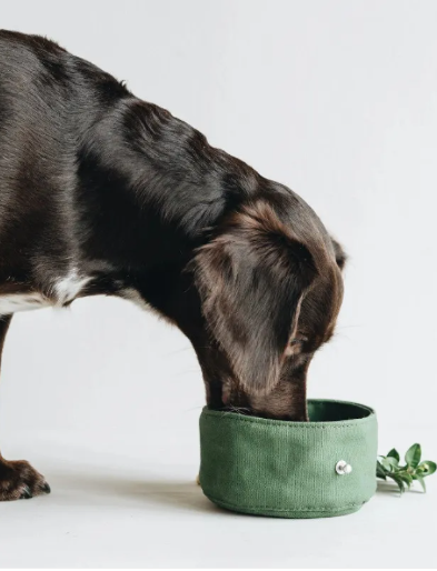 Foldable Dog Travel Bowl